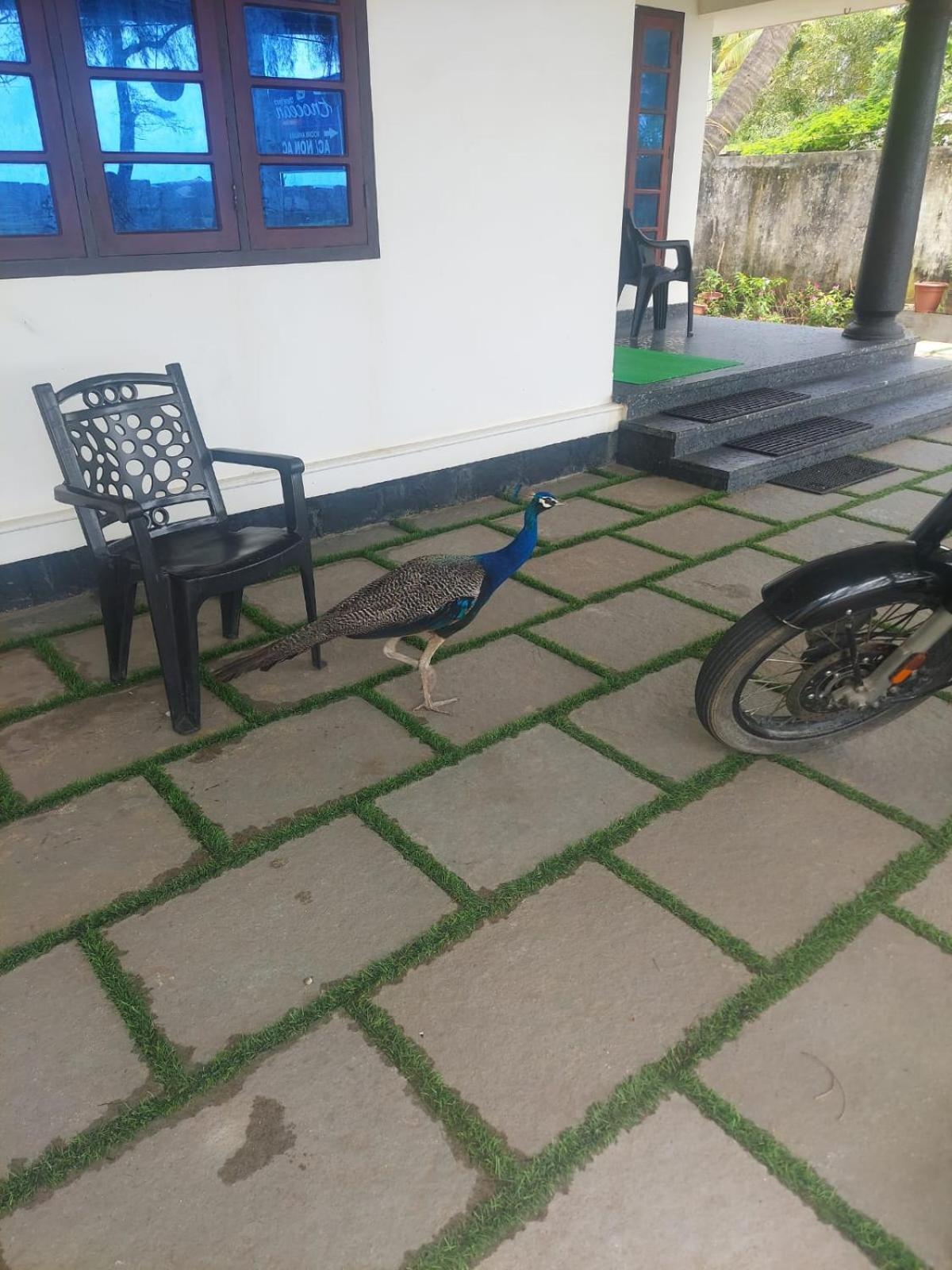 Enocean Homestay Cherai Beach Exterior foto